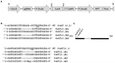 CRISPR/Cas9 suppression of OsAT10, a rice BAHD acyltransferase, reduces p-coumaric acid incorporation into arabinoxylan without increasing saccharification